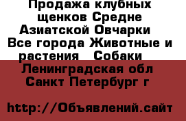 Продажа клубных щенков Средне Азиатской Овчарки - Все города Животные и растения » Собаки   . Ленинградская обл.,Санкт-Петербург г.